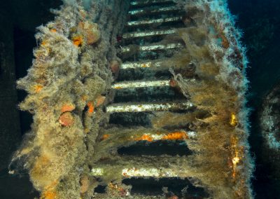 Zenobia, Ladder, colourful, steps, stairs