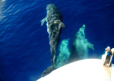 dolphins, sea, boat, Akrotiri