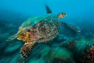 turtle, Crest Dive, cyprus, sea, diving, beautiful