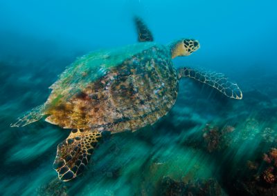 turtle, Crest Dive, cyprus, sea, diving, beautiful