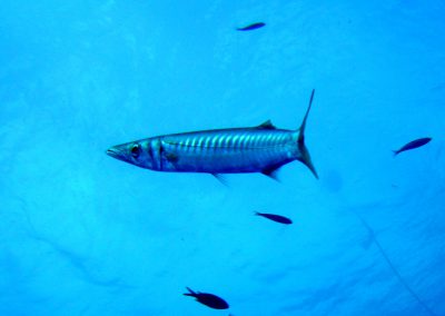 barracuda, fish, sealife, cyprus, Jubilee Shoals