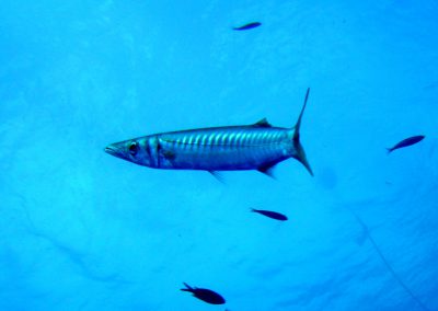 barracuda, fish, sealife, cyprus, Jubilee Shoals