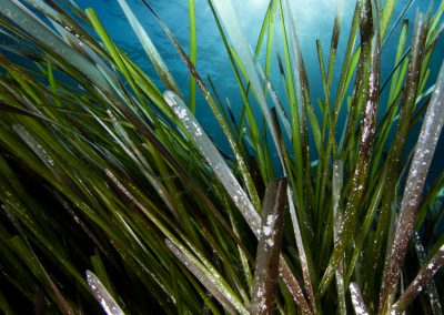 sea grass, cyprus, posidonia, green, blue, St Georges Island