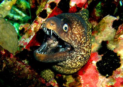 Moray eel, teeth, colourful