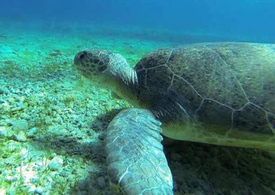 turtle, closeup, sea grass, St Georges Island