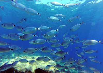 Sea bream, cyprus, fish, shoal, St Georges Island