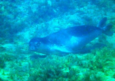 seal, snorkeling,Akrotiri, seal garden, monk seal, cyprus