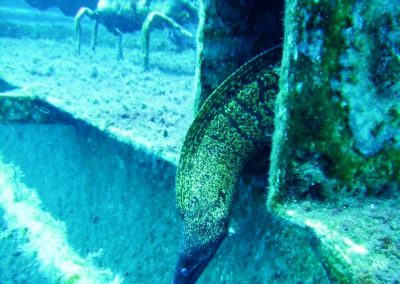 Moral eel, Zenobia, wreck, sealife