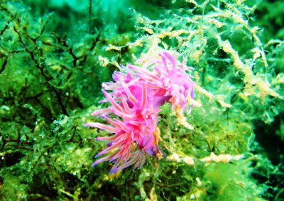 nudibranch, underwater, Zenobia, colourful