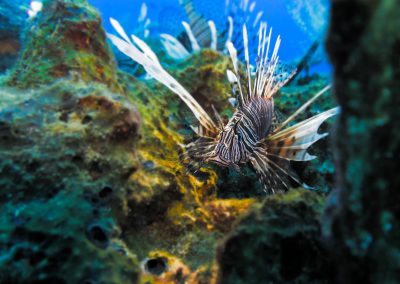 lionfish, lion, fish, cyprus, Akrotiri