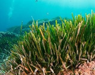 Posidonia Oceanica: The Green Guardian of the Mediterranean Sea