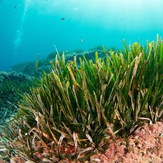 Posidonia Oceanica: The Green Guardian of the Mediterranean Sea